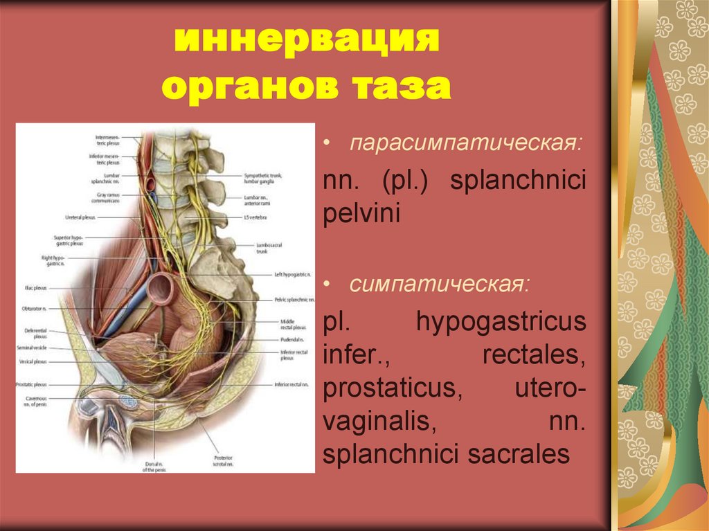 Органы мало таза