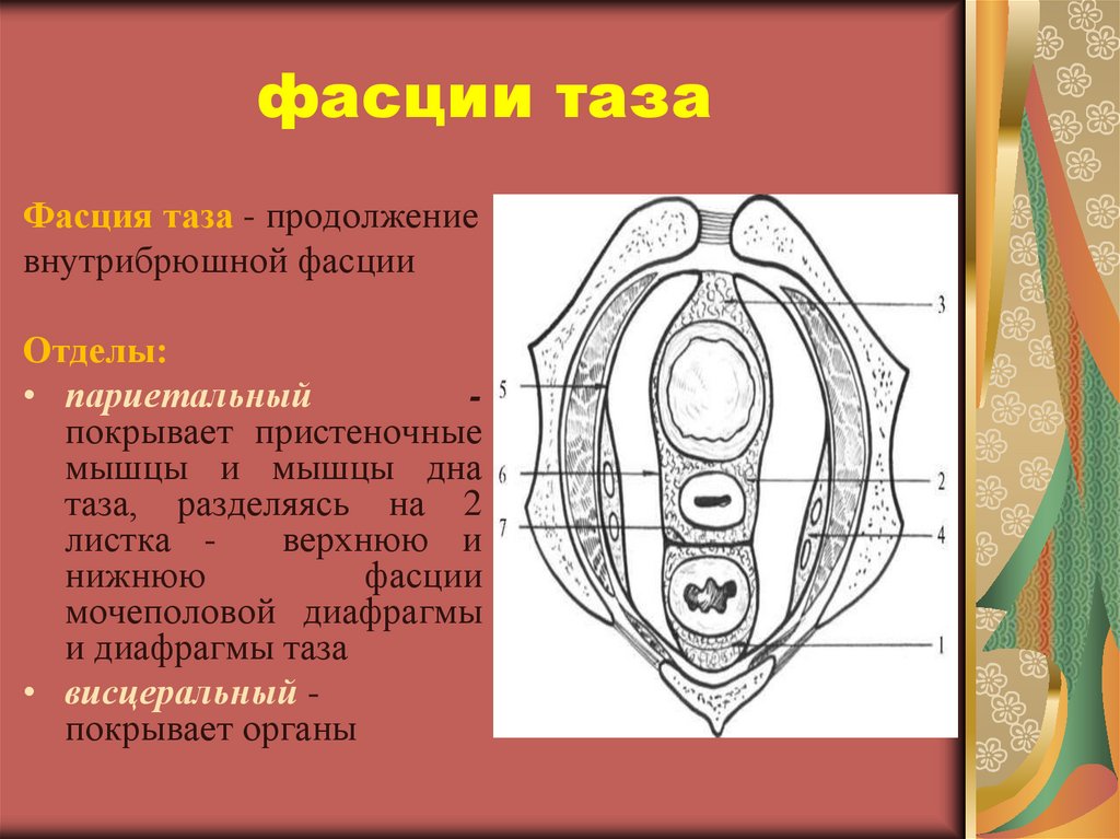 Таз топографическая анатомия