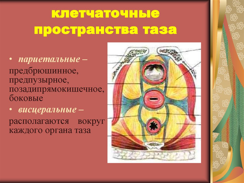 Клетчаточные пространства головы рисунок