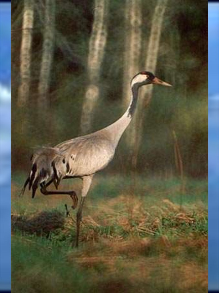 Сородич журавля 4 буквы. Покажи журавля. Серый журавль полет. Серый журавль на болоте. Полет журавлей.