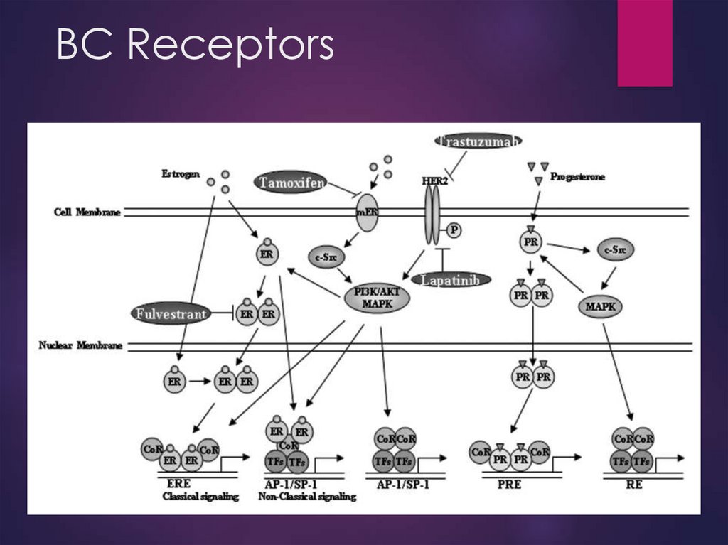 BC Receptors