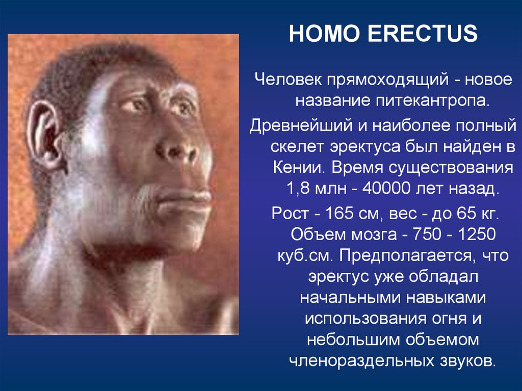 Антропология это в философии. Как выглядел человек 40000 лет назад. Стоянка питекантропов. Кто был до хомо эректуса. Вид человек прямоходящий