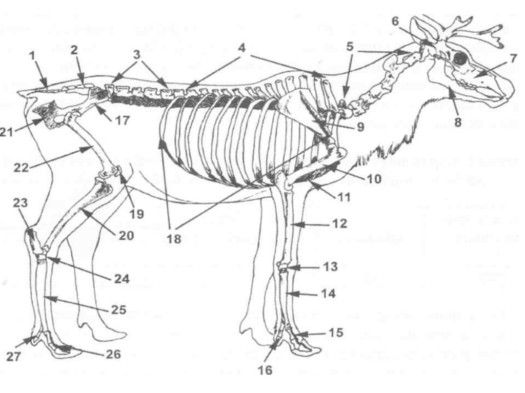 Орган оленя. Скелет лося строение. Скелет Северного оленя анатомия. Анатомия лося скелет. Строение скелета оленя.