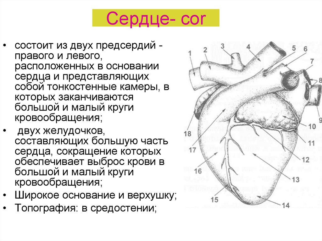 Заканчивается в правом предсердии. Строение сердца. Строение сердца человека. Основание сердца анатомия.