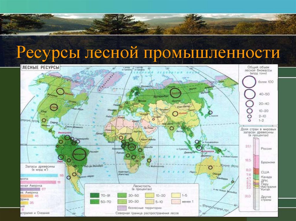 Лесная и деревообрабатывающая страны. Карта обеспеченности лесными ресурсами.