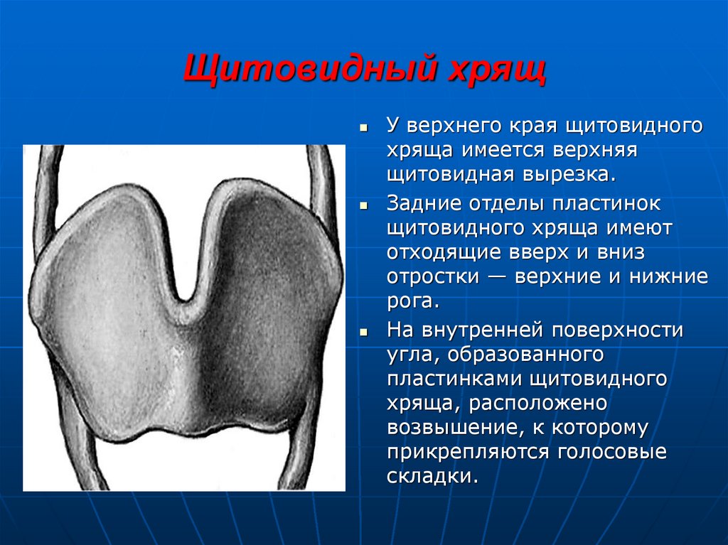 Верхний край. Щитовидный хрящ. Щитовидный хрящ анатомия. Верхняя вырезка щитовидного хряща. Строение щитовидного хряща.