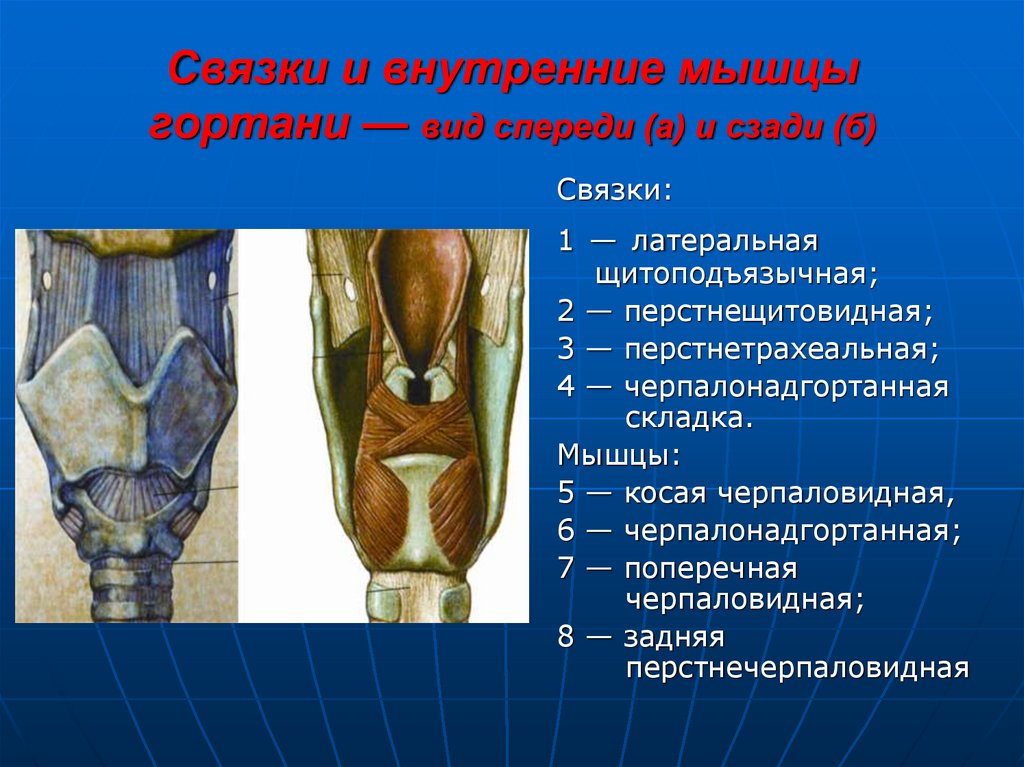 Виды связок