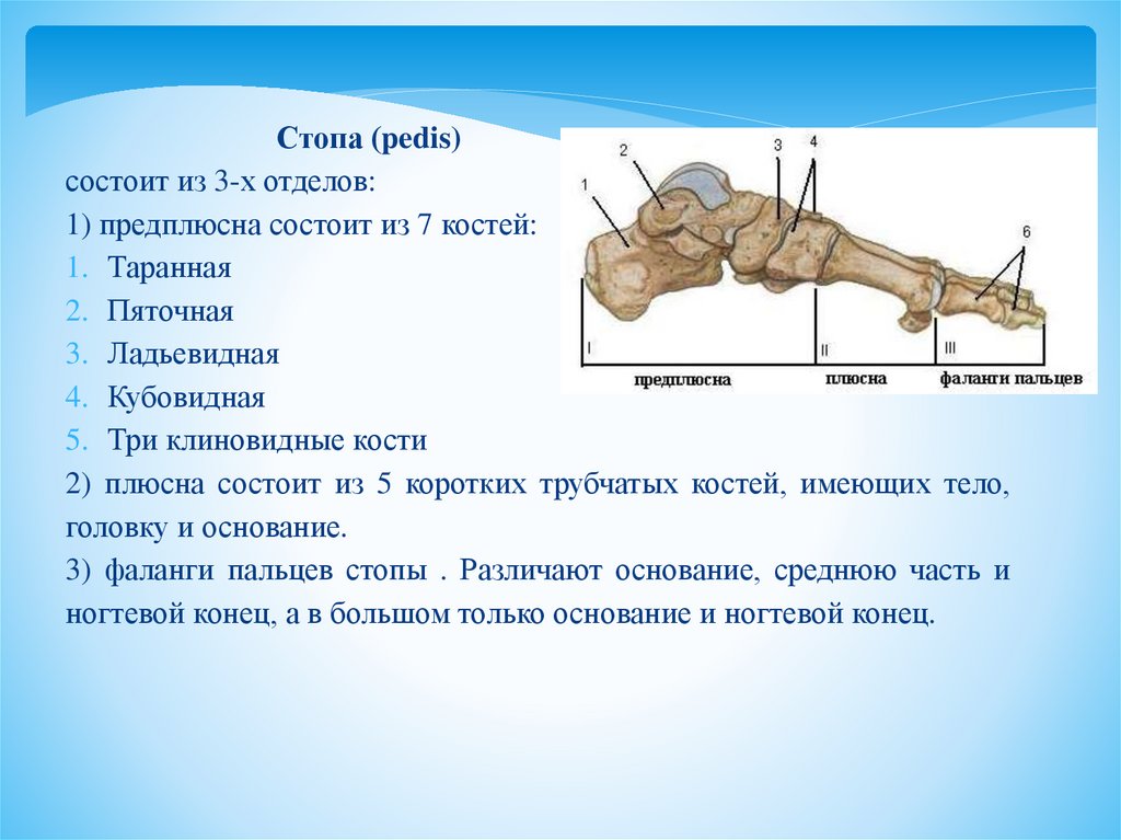 Функции стопы