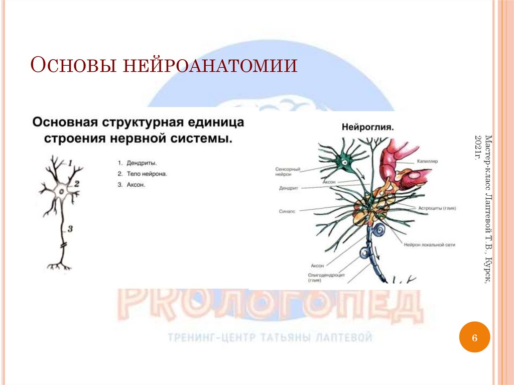 Основы нейроанатомии