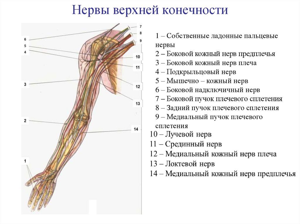 Нервы ноги. Нервы свободной верхней конечности. Проекция нервов верхней конечности. Анатомия нервов верхней конечности. Нервы свободной части верхней конечности.