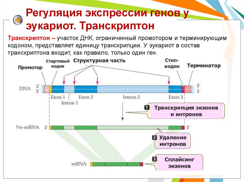 Ген лактазы