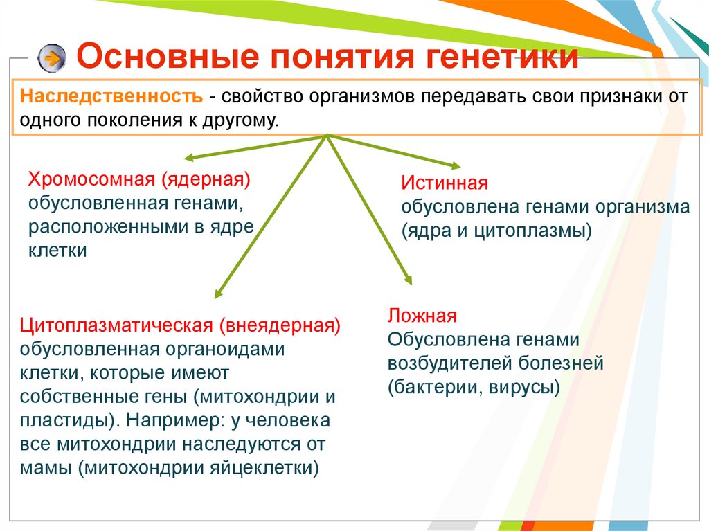 Презентация введение в генетику