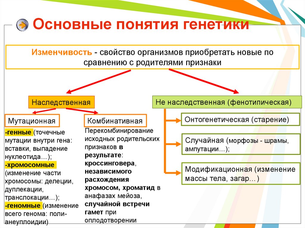 Презентация введение в генетику