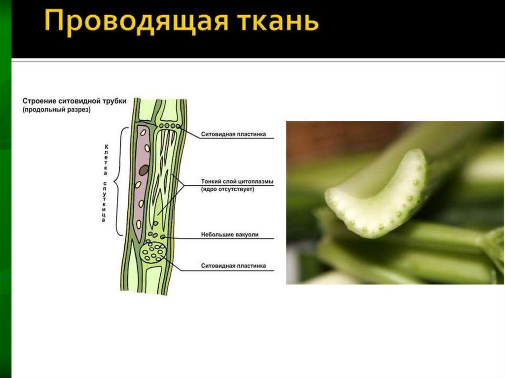 Какую функцию выполняют сосуды у растений 2.2. Сосуды и ситовидные трубки растений. Проводящая ткань. Проводящие ткани растений. Проводящаяткани растений.