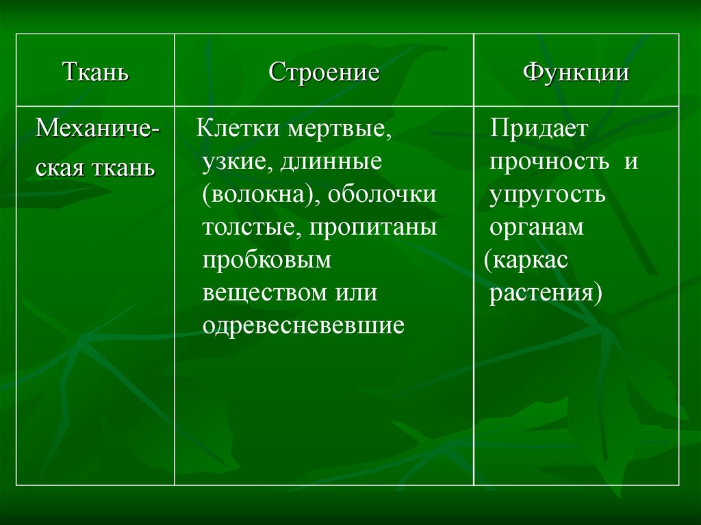 Ткани придающие прочность растениям