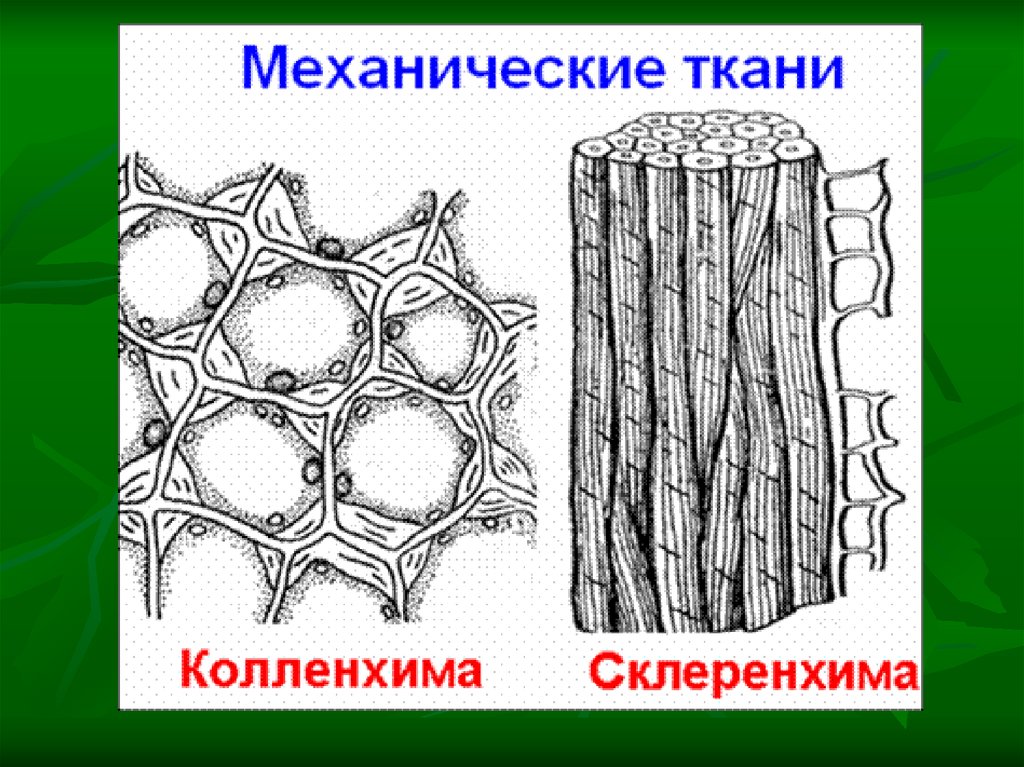 Механическая ткань какая часть растения