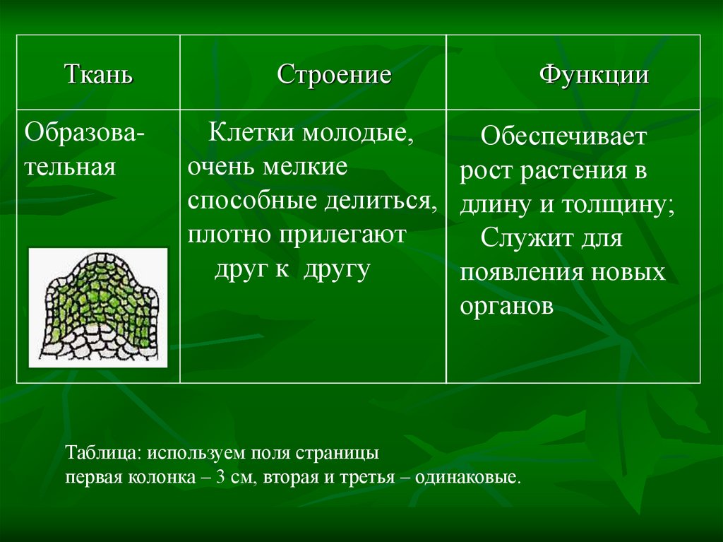 Ткань обеспечивающая рост. Какие ткани обеспечивают рост растения в длину и в толщину?.