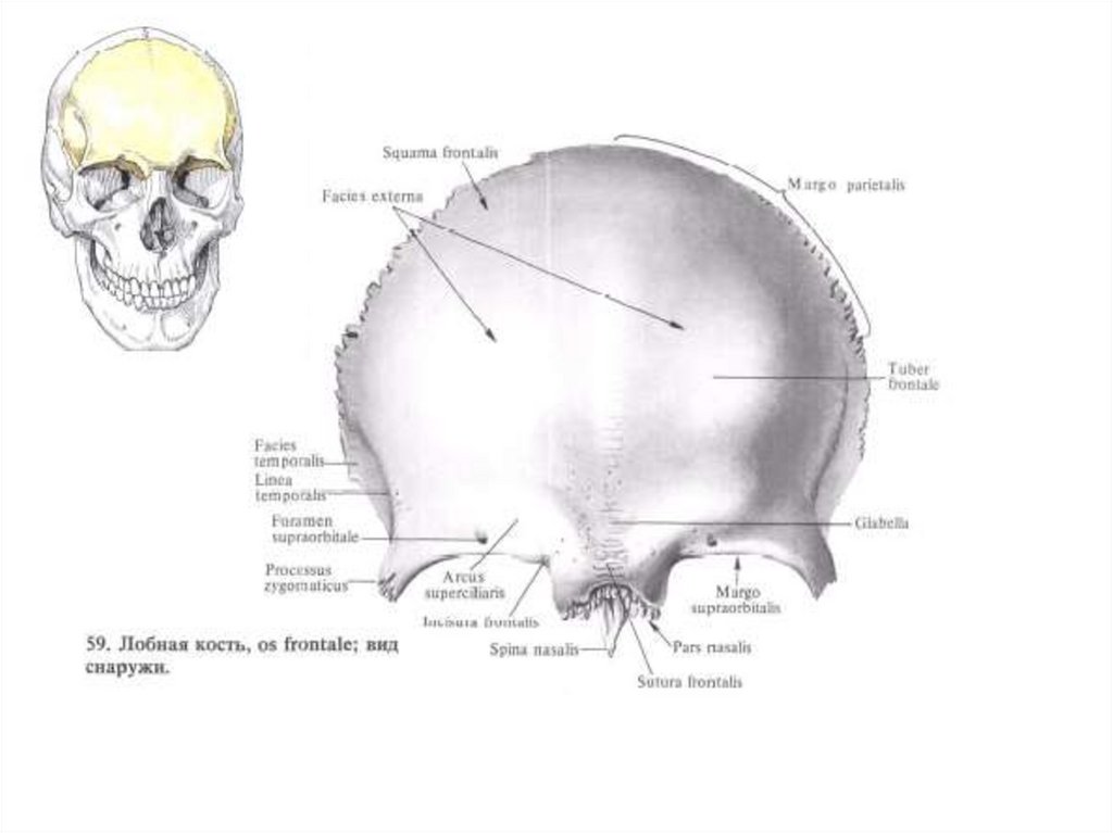 Назови кости черепа. Теменная кость черепа рисунок. Теменная кость строение. Теменная кость в разрезе. Название костей черепа.