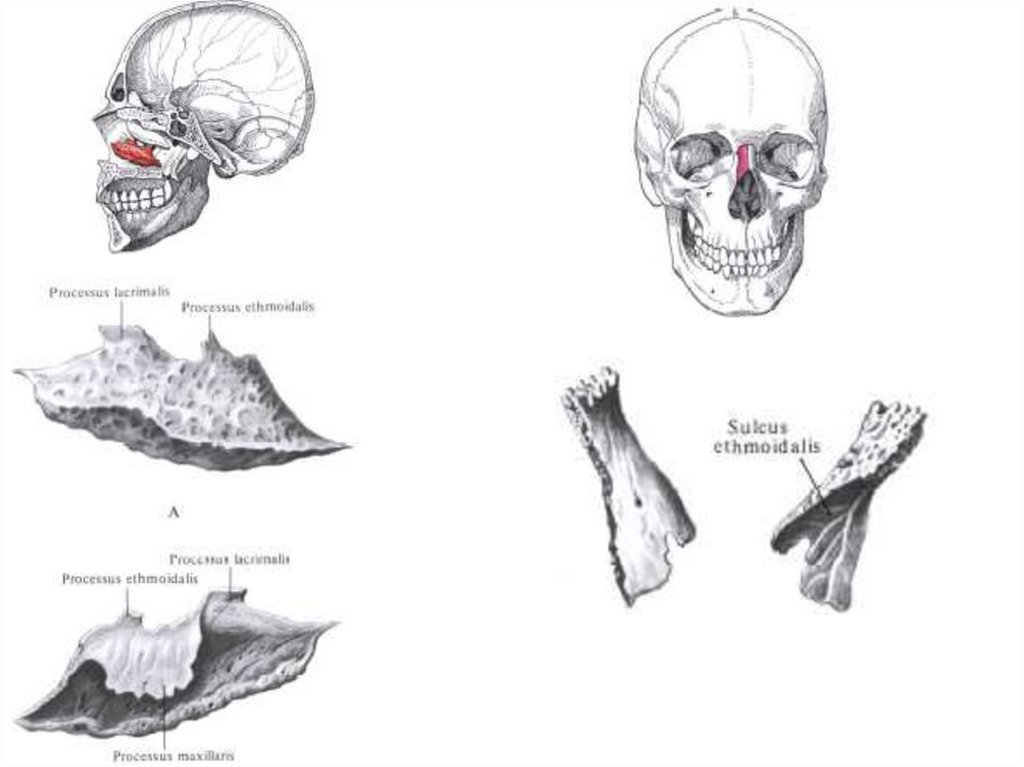 Носовая кость лицевого черепа. Носовая кость анатомия. Череп человека носовая кость. Носовая кость лицевого отдела черепа. Носовая кость черепа анатомия.