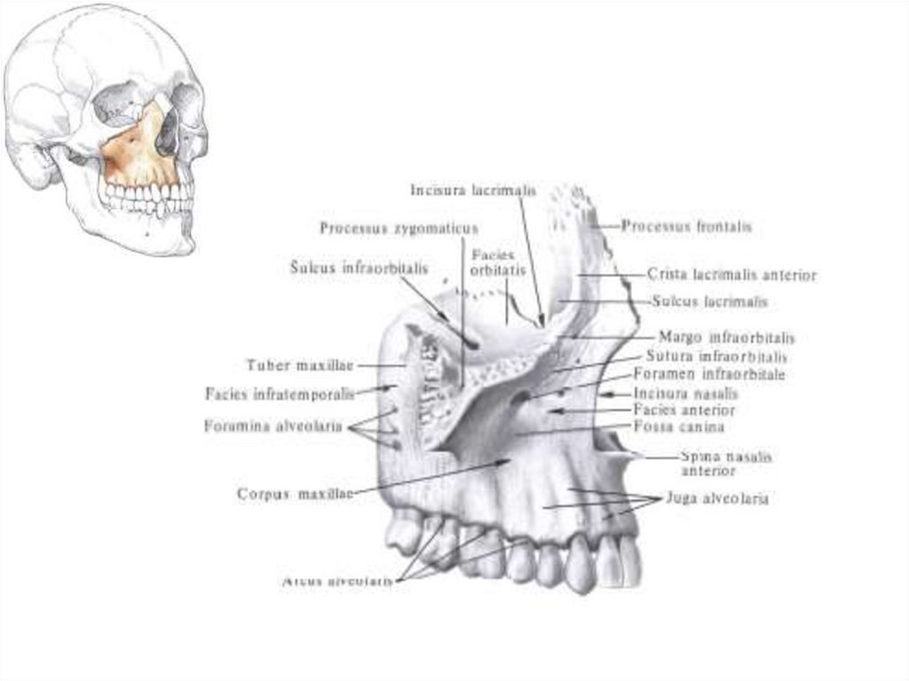 Клыковую ямку. Верхняя челюсть анатомия носовая поверхность. Лобный отросток верхнечелюстной кости. Canalis infraorbitalis Maxillae. Верхнечелюстная кость снизу.