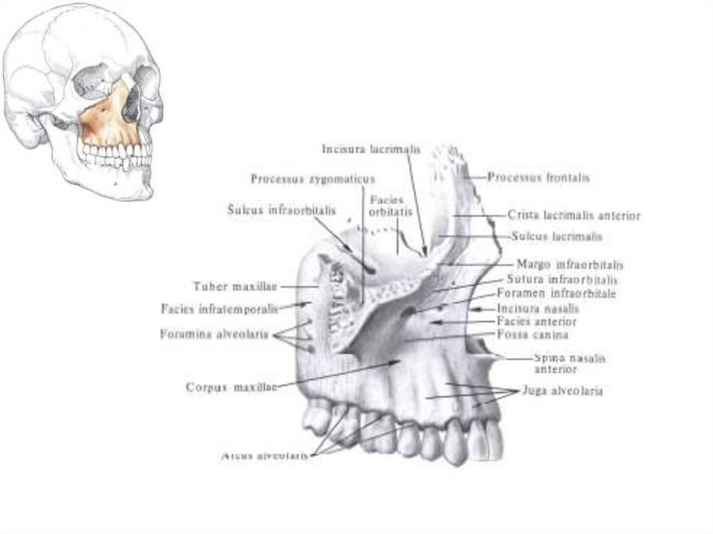 Альвеолярный гребень нижней. Верхняя челюсть анатомия носовая поверхность. Лобный отросток верхнечелюстной кости. Canalis infraorbitalis Maxillae. Верхнечелюстная кость снизу.