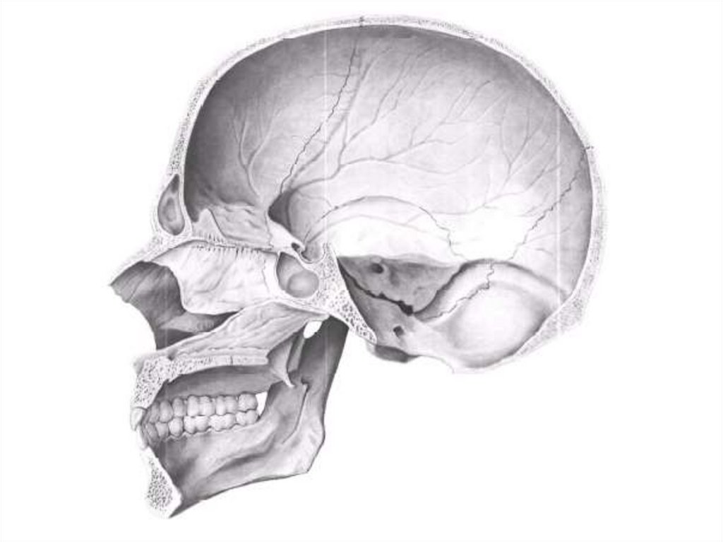 Проникающая в полость черепа. Сагиттальный распил черепа анатомия. Анатомия черепа Сагиттальный срез. Сагиттальный разрез черепа анатомия. Основание черепа анатомия человека.