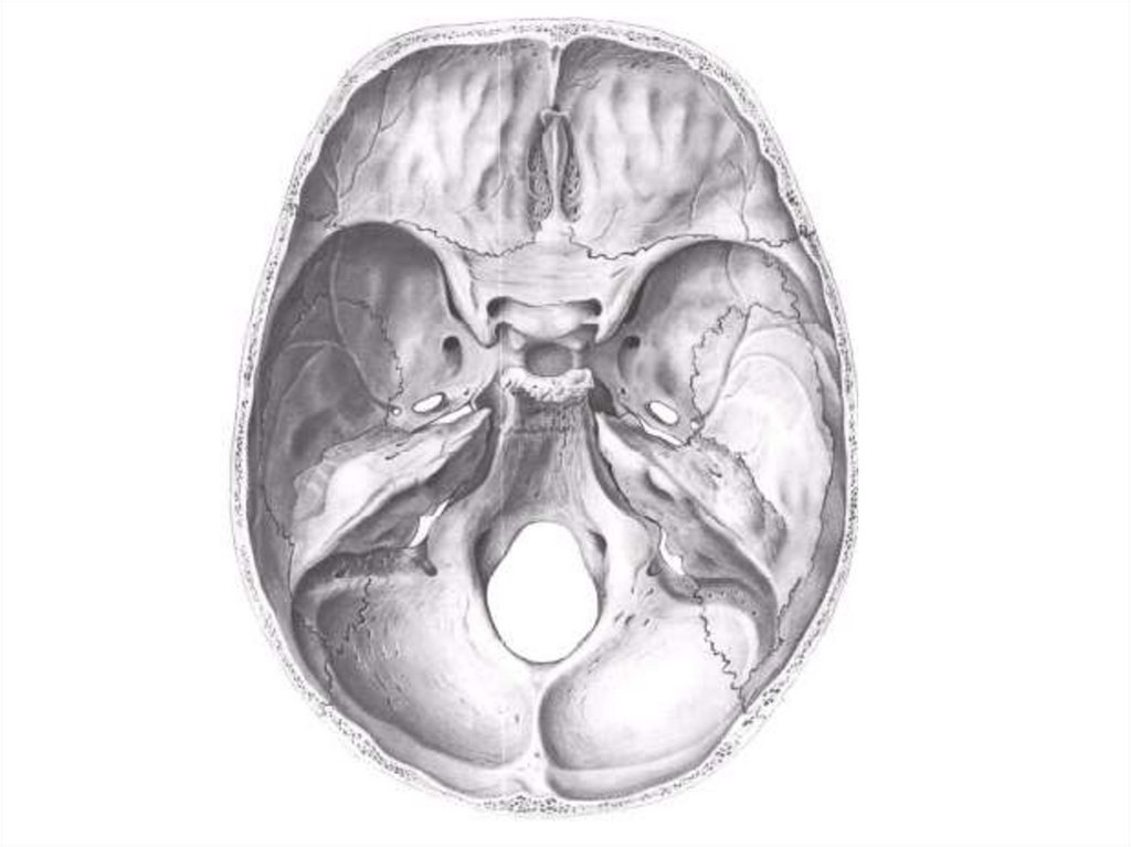 Топографическая анатомия черепа презентация