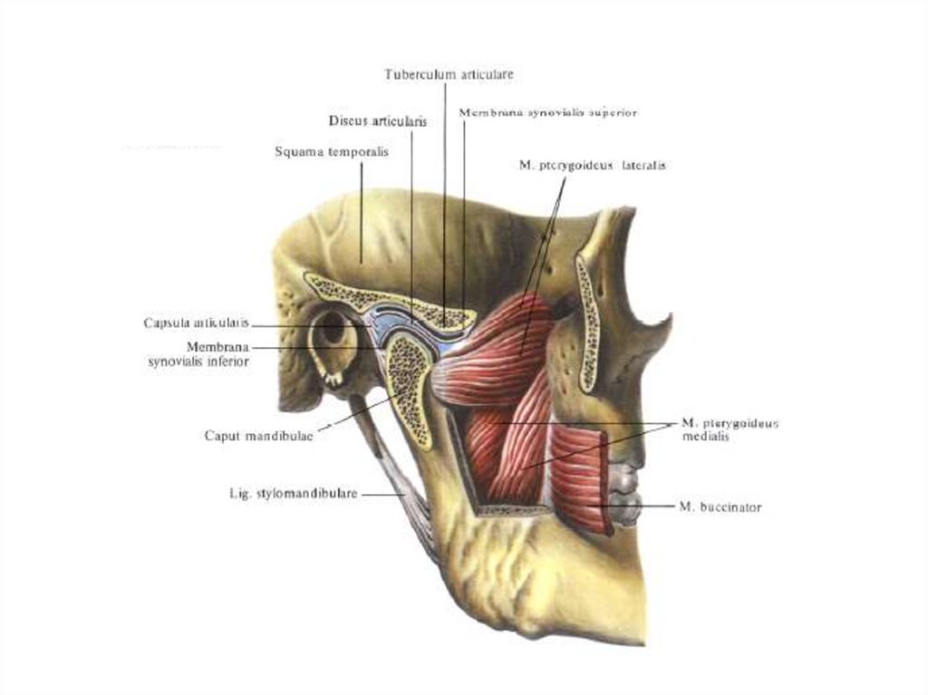 Внчс. Височно-нижнечелюстной сустав Сагиттальный распил. Височно-нижнечелюстной сустав Синельников. Височно-нижнечелюстной сустав анатомия строение. Височно-нижнечелюстной сустав иннервируется.