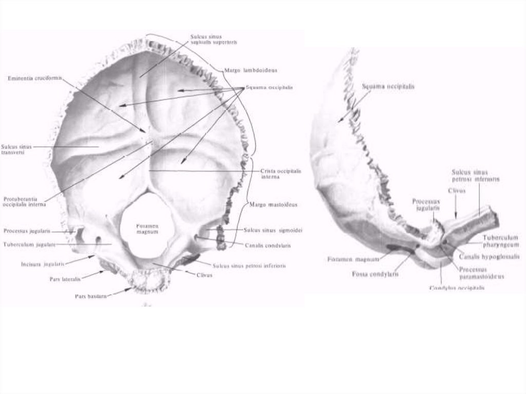 Затылочная кость черепа рисунок