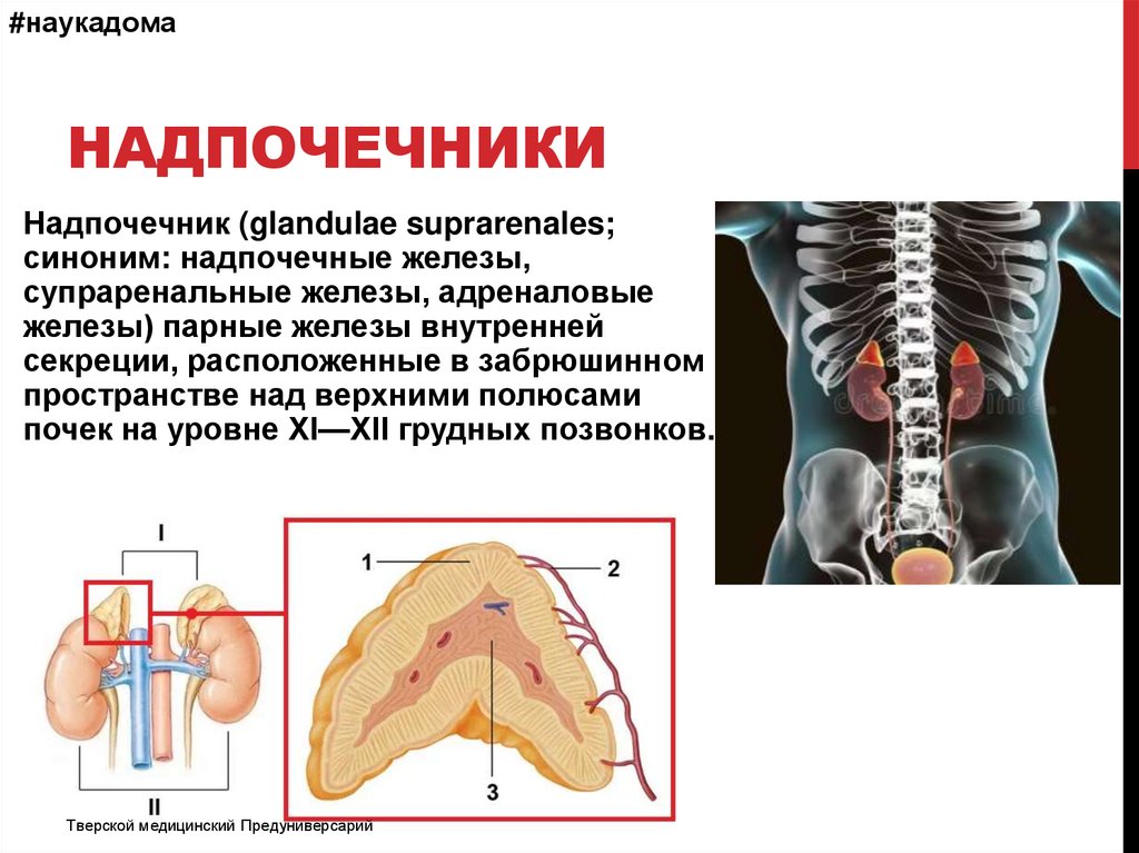 Надпочечники температура