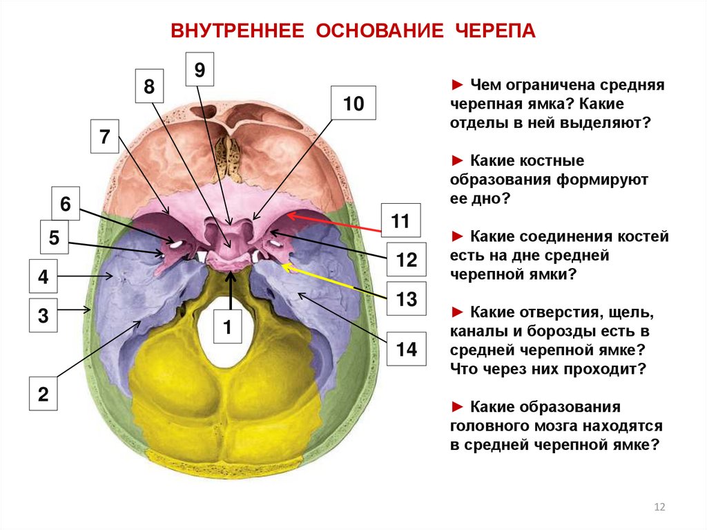 Основание черепа отделы. Внутреннее основание черепа кости образующие отдел. Внутренняя поверхность основания черепа анатомия. Черепные ямки внутреннего основания черепа. Внутреннее основание черепа (Черепные ямки, отверстия, их содержимое)..