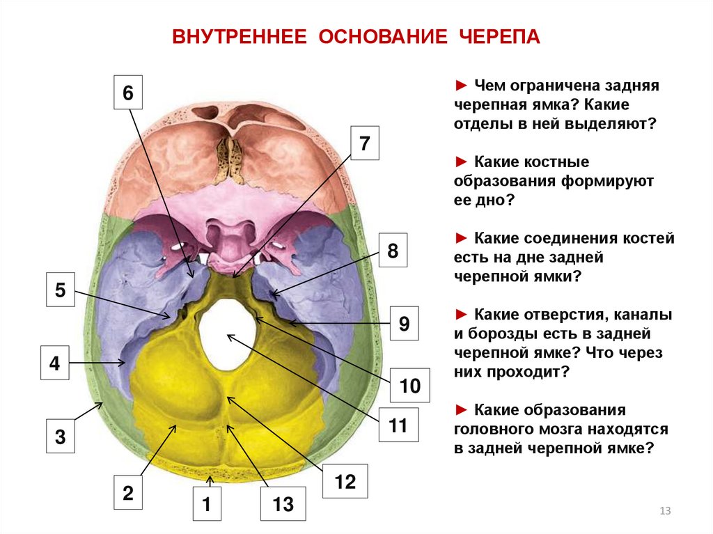 Основание черепа отделы. Внутреннее основание черепа задняя черепная ямка. Основание черепа Черепные ямки. Кости основания черепа анатомия кт. Внутреннее основание черепа (Черепные ямки, отверстия, их содержимое)..