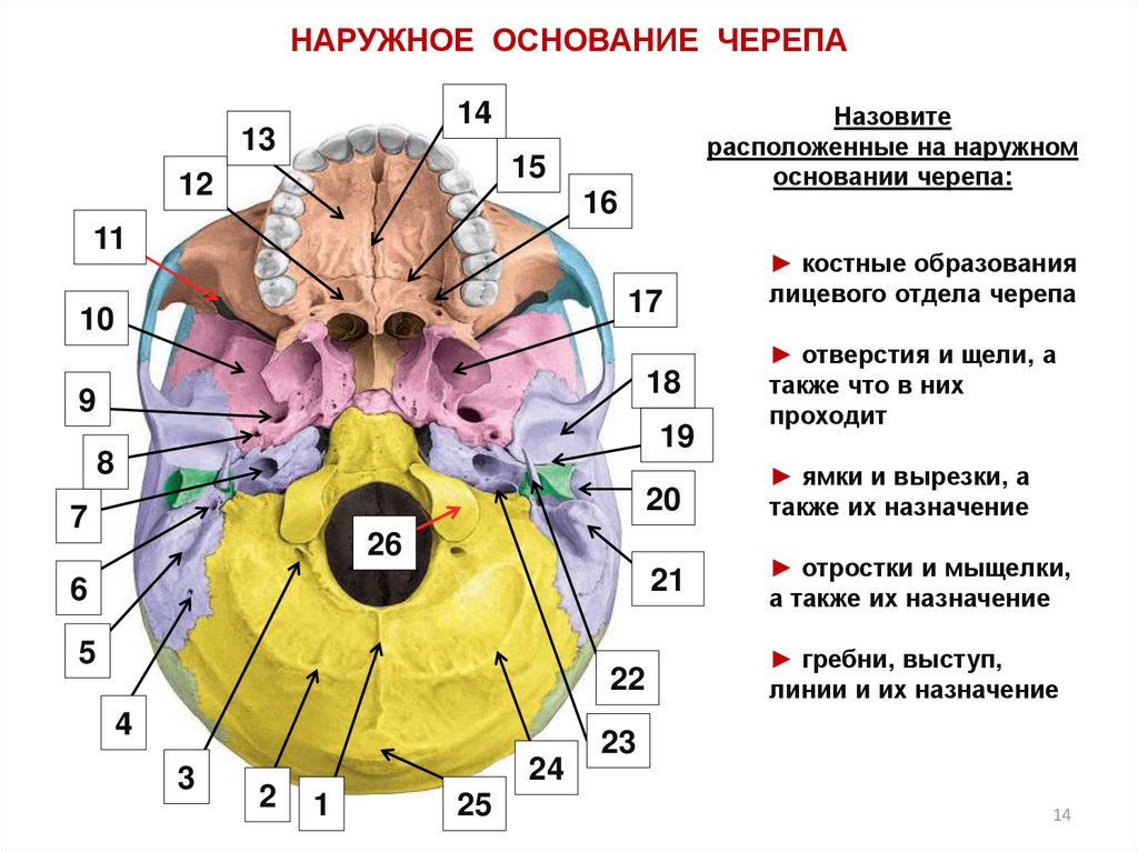 Где основание. Наружное основание черепа анатомия отделы. Наружная поверхность основания черепа отверстия. Отверстия основания черепа и сосудисто нервные образования. Отверстия основания черепа схема.