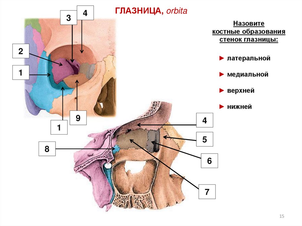 Стенки глазницы. Латеральная стенка глазницы. Глазница строение и функции. Возрастные особенности глазницы. Стенки глазниц (верхняя, нижняя, медиальная, латеральная);.