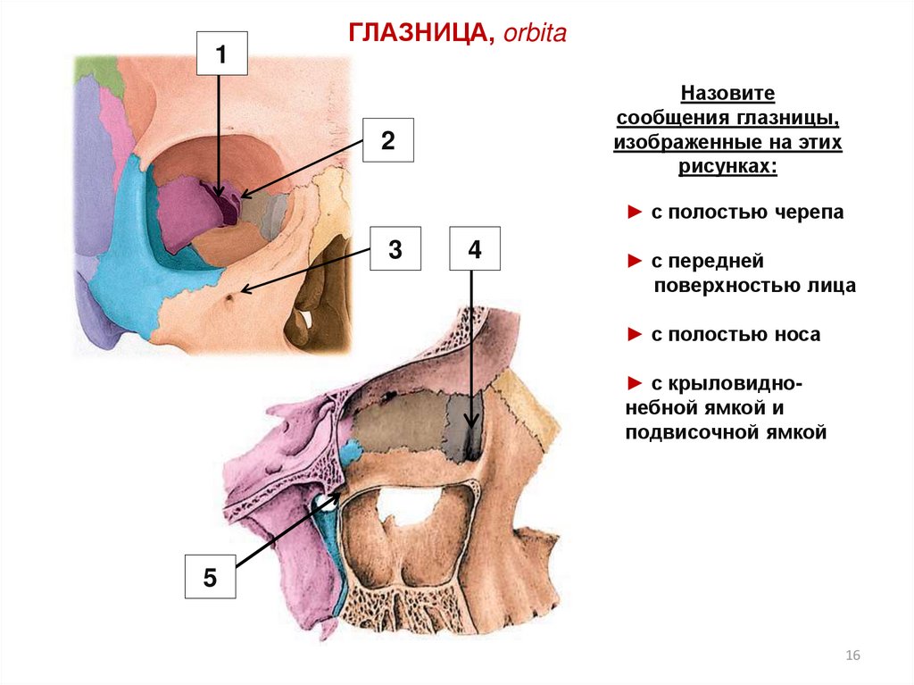 Крыловидно небная ямка сообщения. Сообщения глазницы и носовой полости. Глазница и носовая полость. Отверстие между крыловидно-небной ямкой и глазницей.