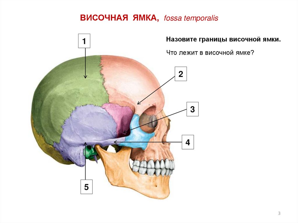 Височная впадина картинка