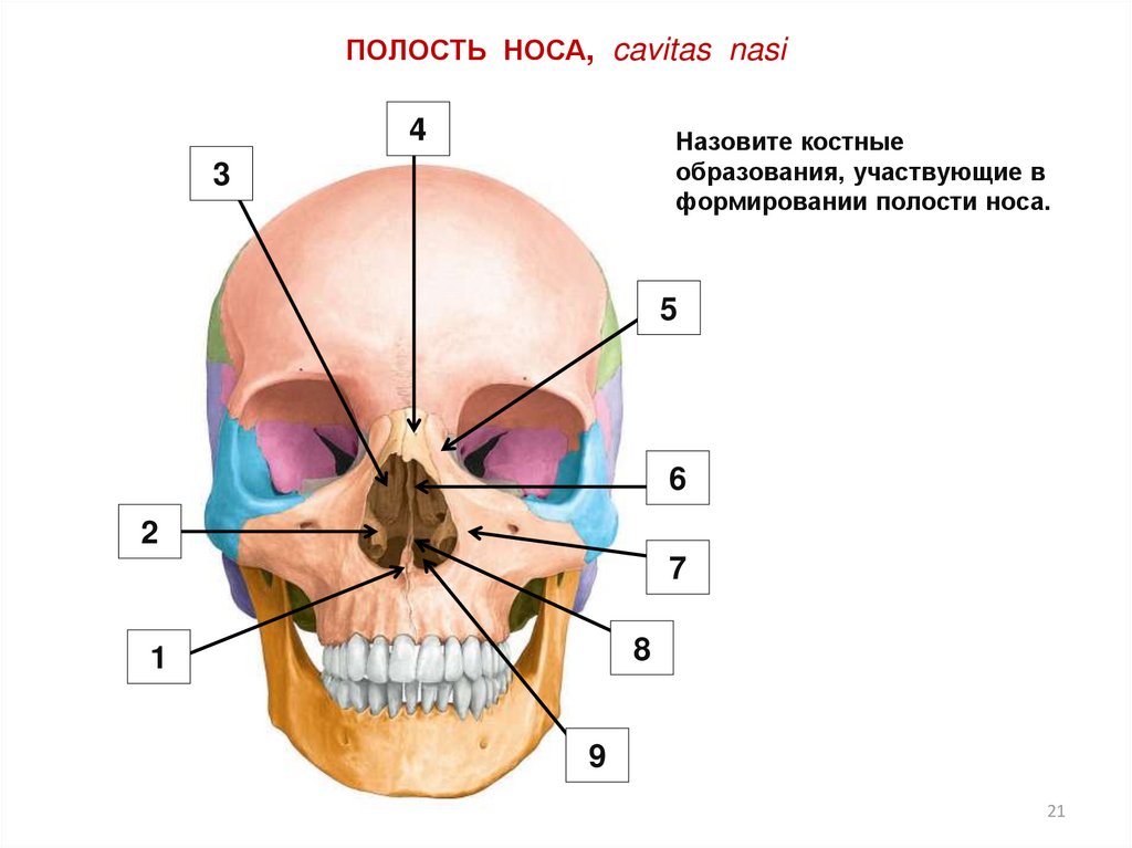 Полости лицевого черепа. Носовая полость анатомия череп. Носовое отверстие черепа.
