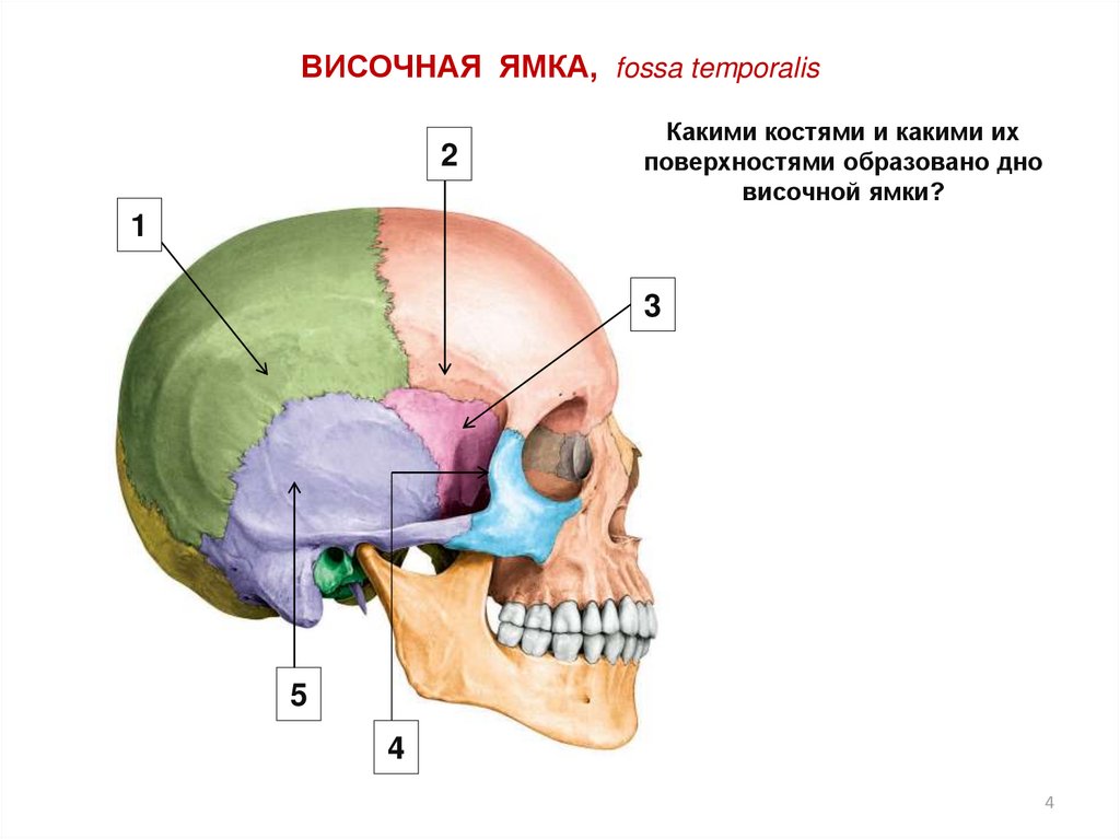 Череп височная. Височная ямка черепа. Подвисочная ямка черепа. Височная ямка черепа топография. Височная ямка черепа анатомия.