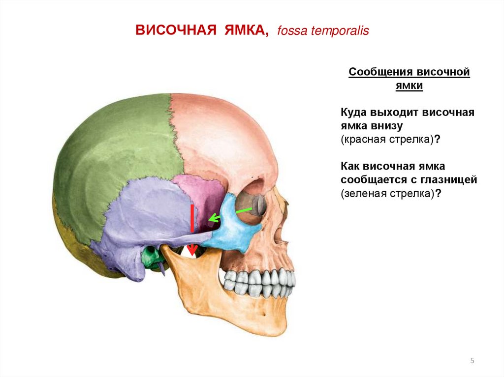 Где выхожу. Подвисочная ямка черепа. Височная ямка черепа стенки. Височная и подвисочная ямки черепа. Сообщения подвисочной ямки анатомия.