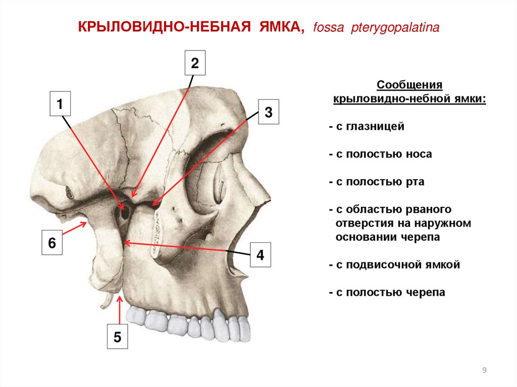 Крыловидно небная ямка сообщения. Крыловидно-небная ямка(Fossa pterygopalatina). Височная и подвисочная ямки черепа. Подвисочная ямка анатомия стенки. Крыловидно-небная ямка на черепе.