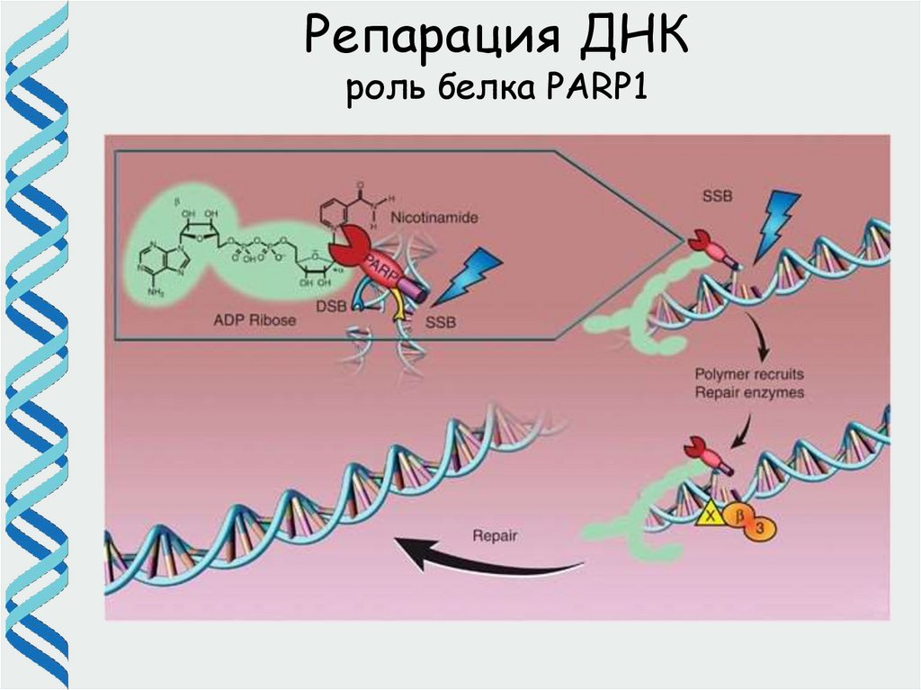 Парп 1. Репарация PARP. Белки репарации ДНК. Репарация белка. Репарация в синтезе белка.