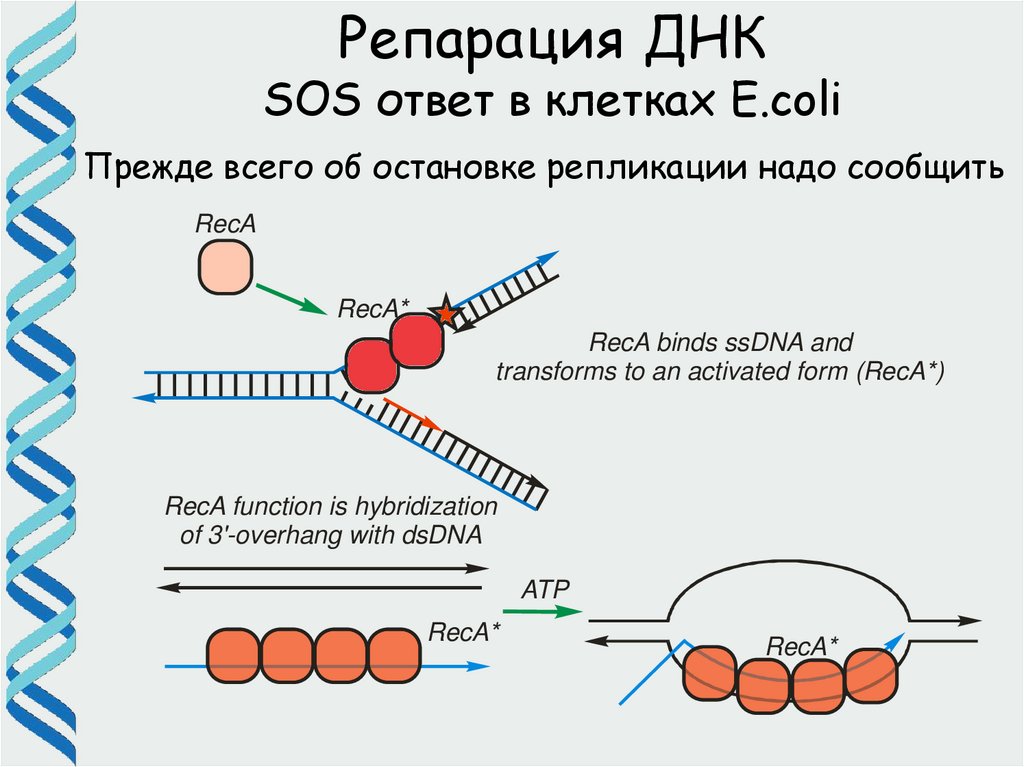 10 5 клеток днк. Сос репарация ДНК механизм. Внутриядерной системы репарации ДНК. Молекулярные механизмы репарации ДНК. Схема репарации.