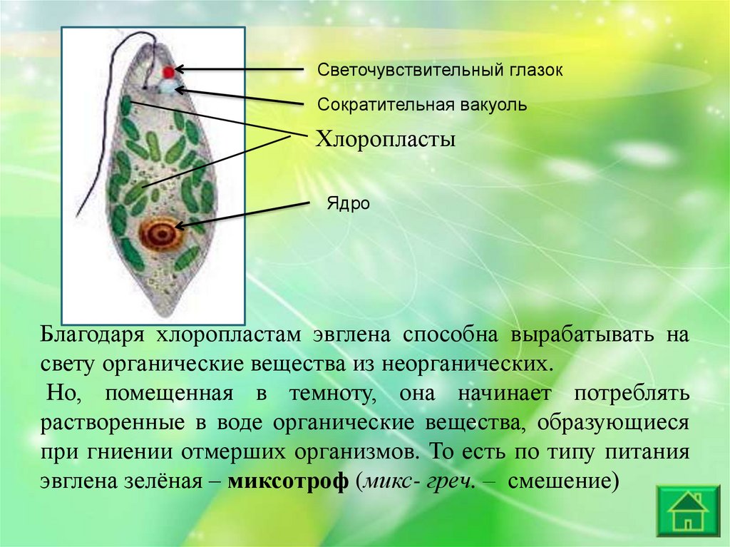 Какие хлоропласты у эвглены зеленой