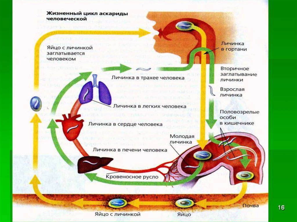 Аскарида жизненный. Аскарид человеческий кровеносная. Дыхательная система аскариды. Свежевовоспроизведенное яйцо человеческой аскариды. Записать схема развития аскариды человеческой жизни.