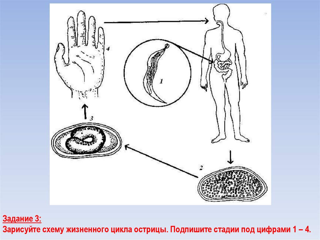 Рассмотрите рисунок на котором представлен цикл развития острицы и ответьте на вопросы