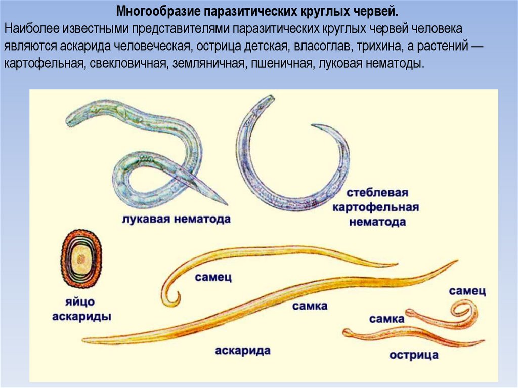 Взаимоотношения аскариды