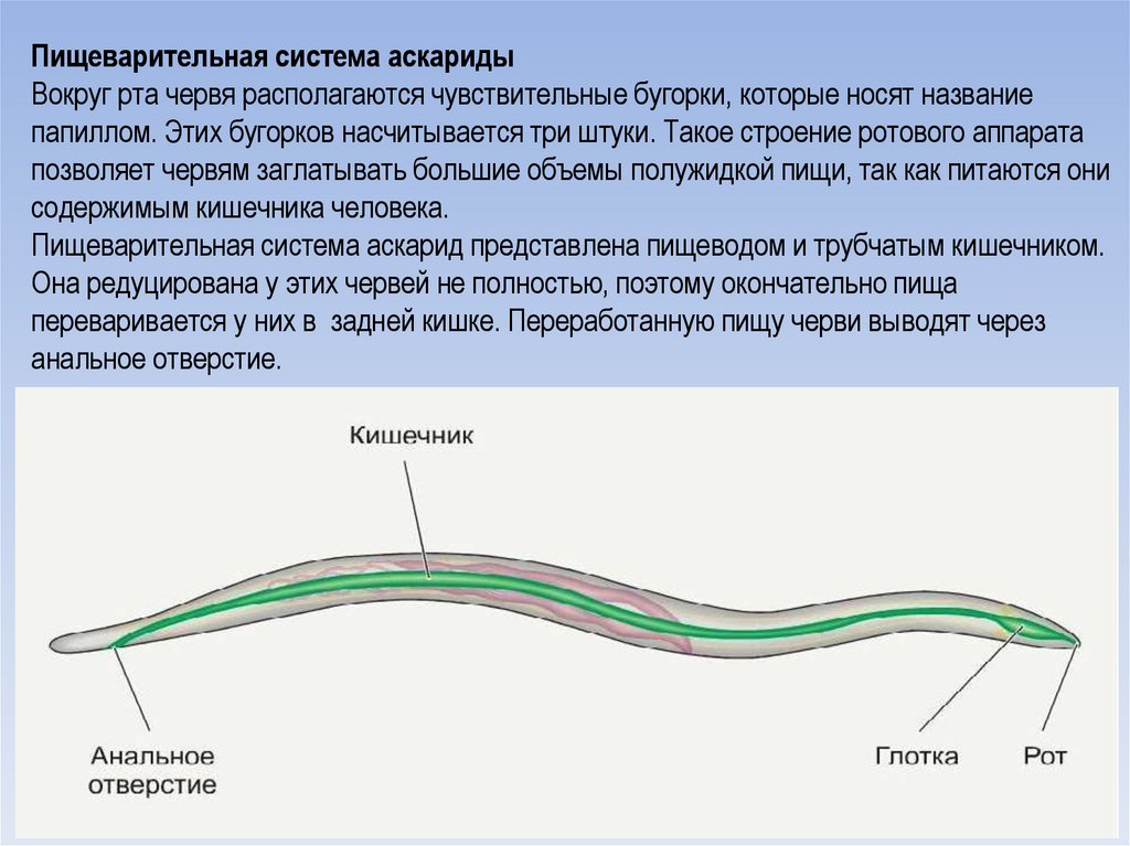 Аскарида рот