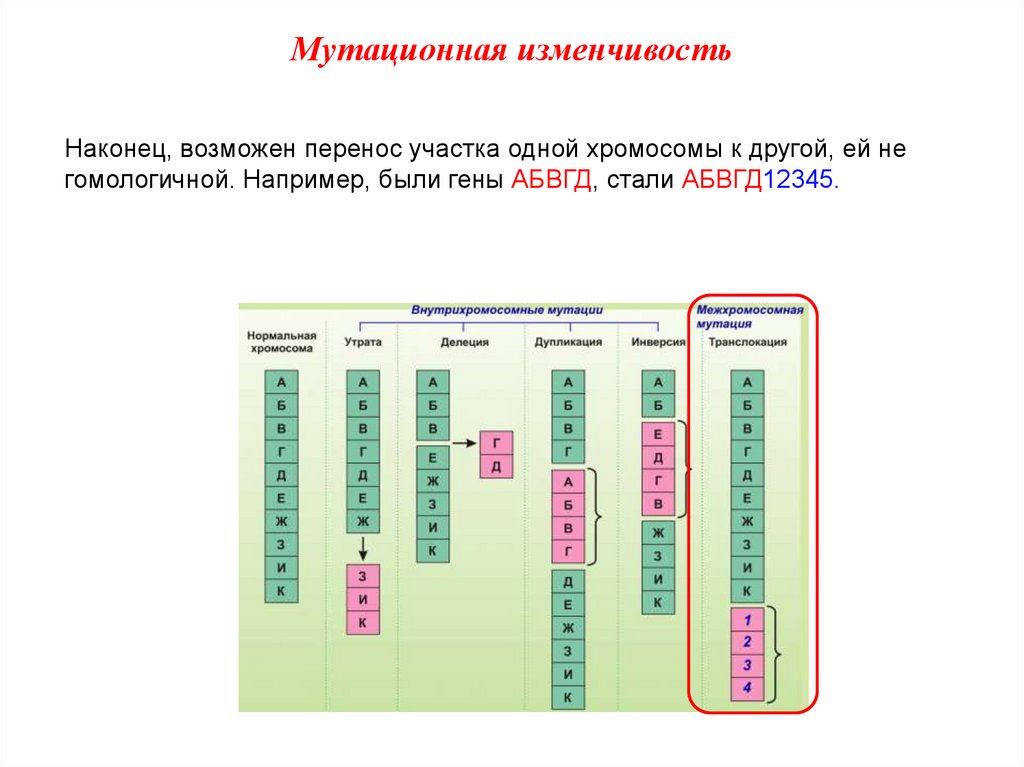 Мутационная изменчивость схема