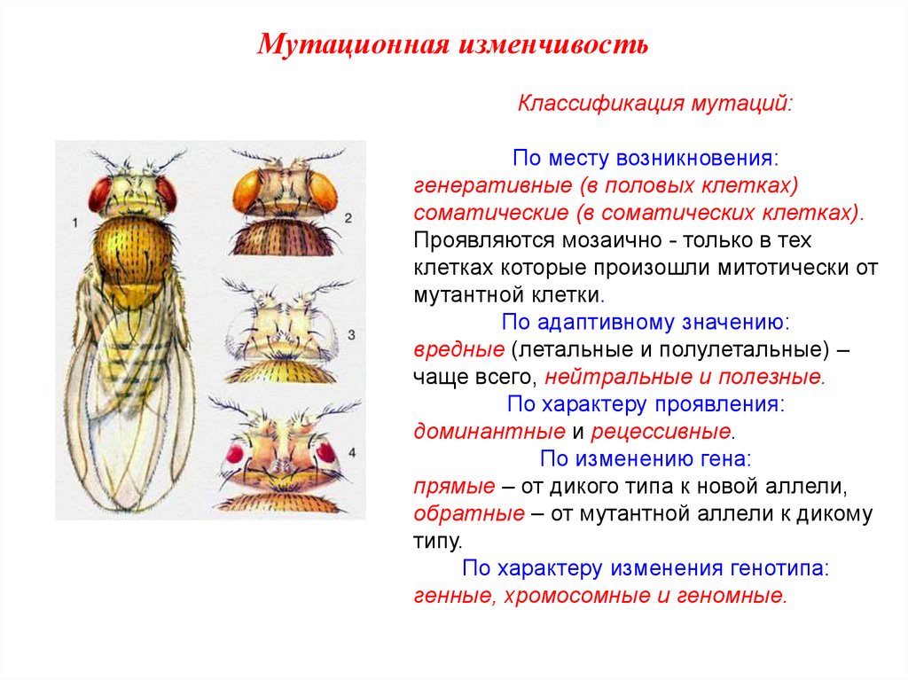 Презентация на тему мутационная изменчивость 10 класс