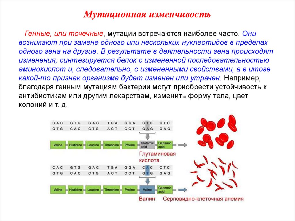 Мутационная изменчивость презентация